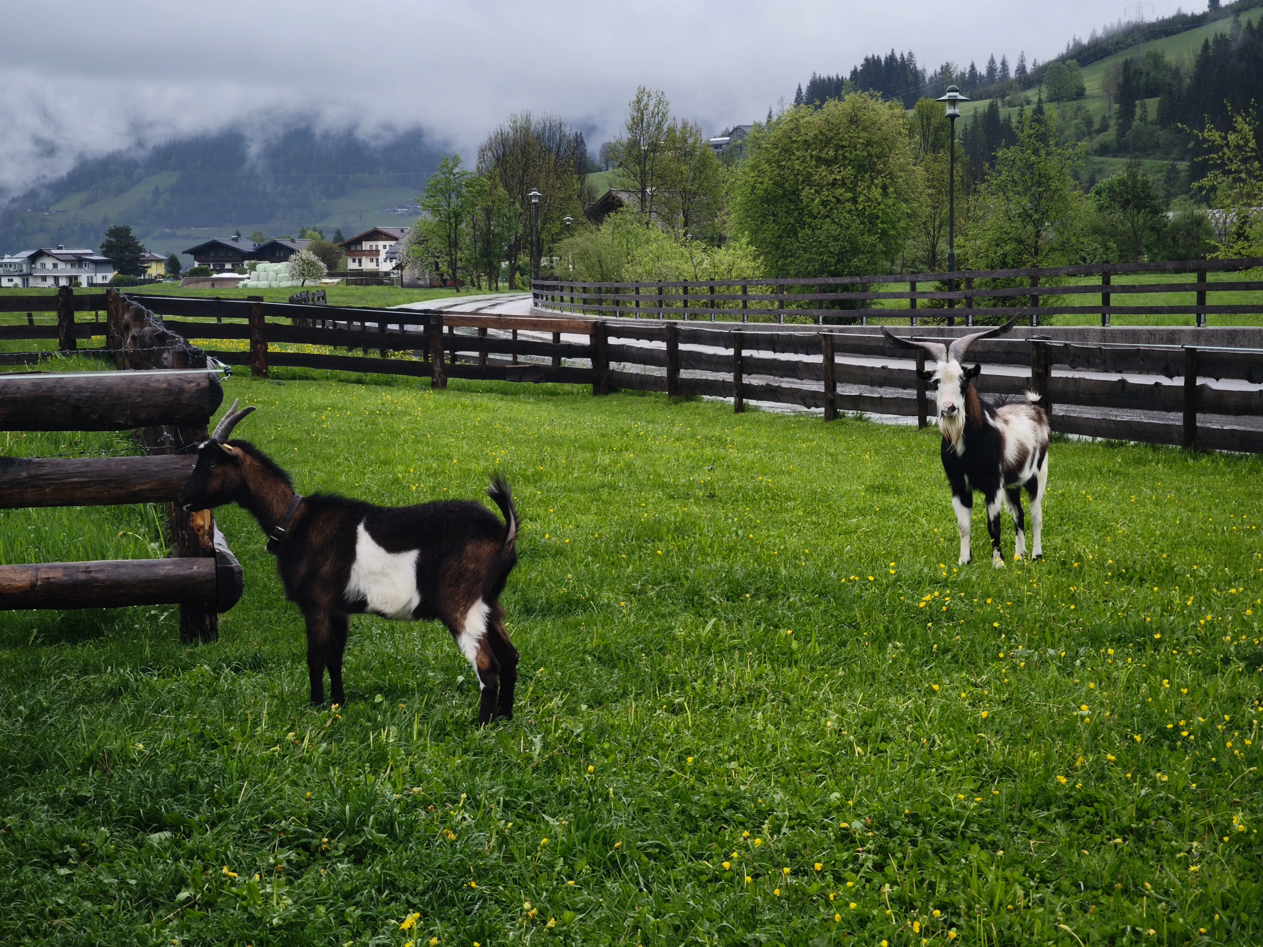 קטניות וזרעים
